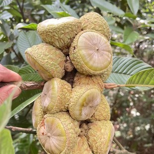 25年新货野生风流果500g广西整只风流果干货果石头果养生阳滋补