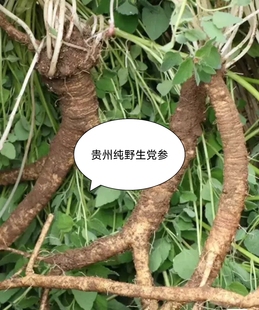 贵州威宁土特产纯天然正宗新鲜优质野党参炖排骨整根带土现挖200g