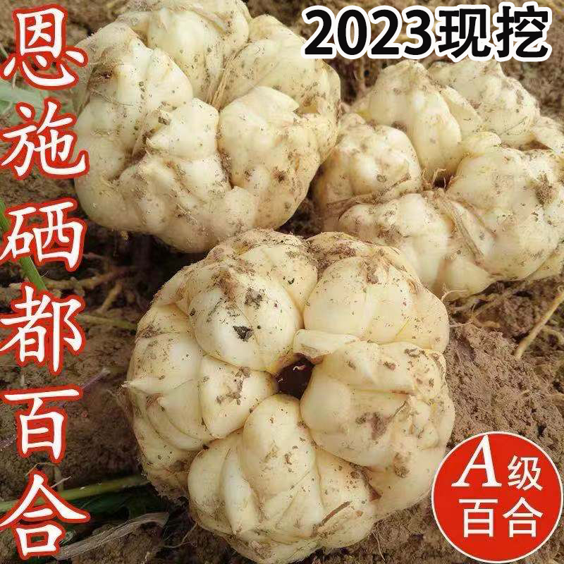 2023现挖宜兴恩施新鲜百合5斤当季食用药白合微苦龙牙蒜蔬菜包邮3