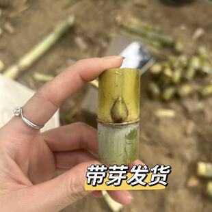水果黄皮金甘蔗苗种四季 青皮农家高产广西黑皮软甜甘蔗带芽种子籽