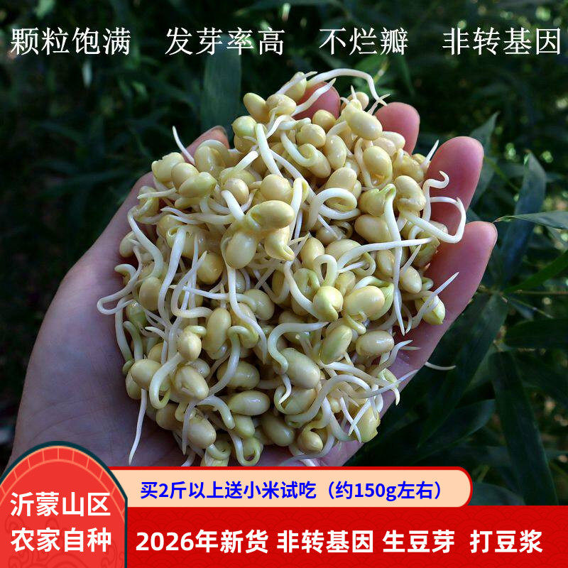 豆芽专用黄豆2026年新货非转基因小黄豆打豆浆芽苗菜农家自种500g