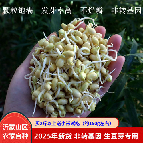 生豆芽专用黄豆非转基因500g新货
