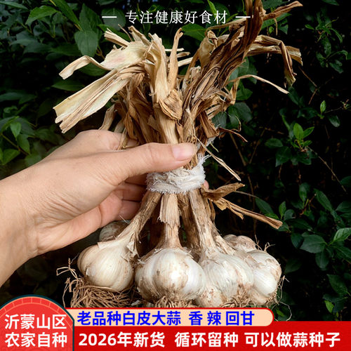 山东沂蒙山区农家老品种白皮大蒜