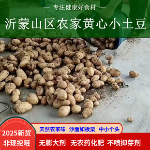 土豆黄皮黄心非现挖农家自种新鲜蔬菜老品种马铃薯洋芋5斤 包邮