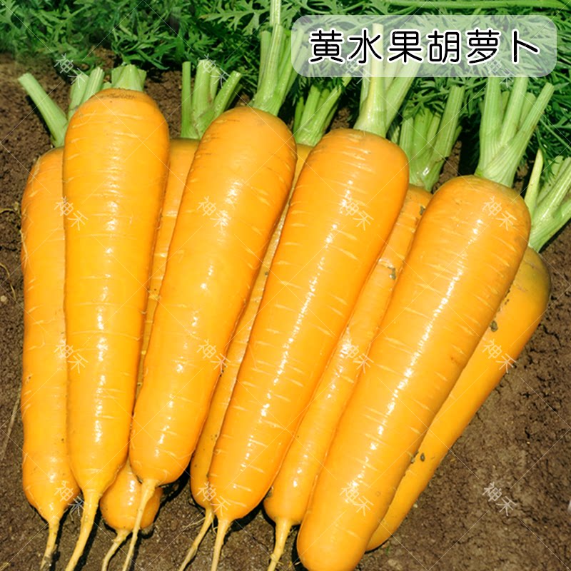 蔬菜种子神禾黄胡萝卜种籽季春季秋冬专用阳台农家蔬菜种孑甜脆