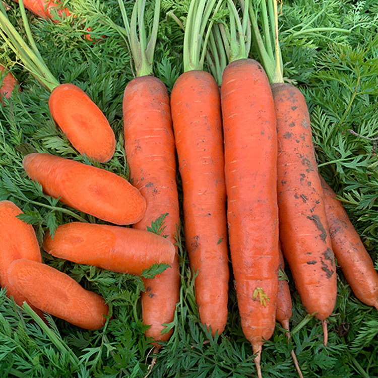 五寸七寸胡萝卜种子籽四季春季秋冬三红水果胡萝卜蔬菜种孑