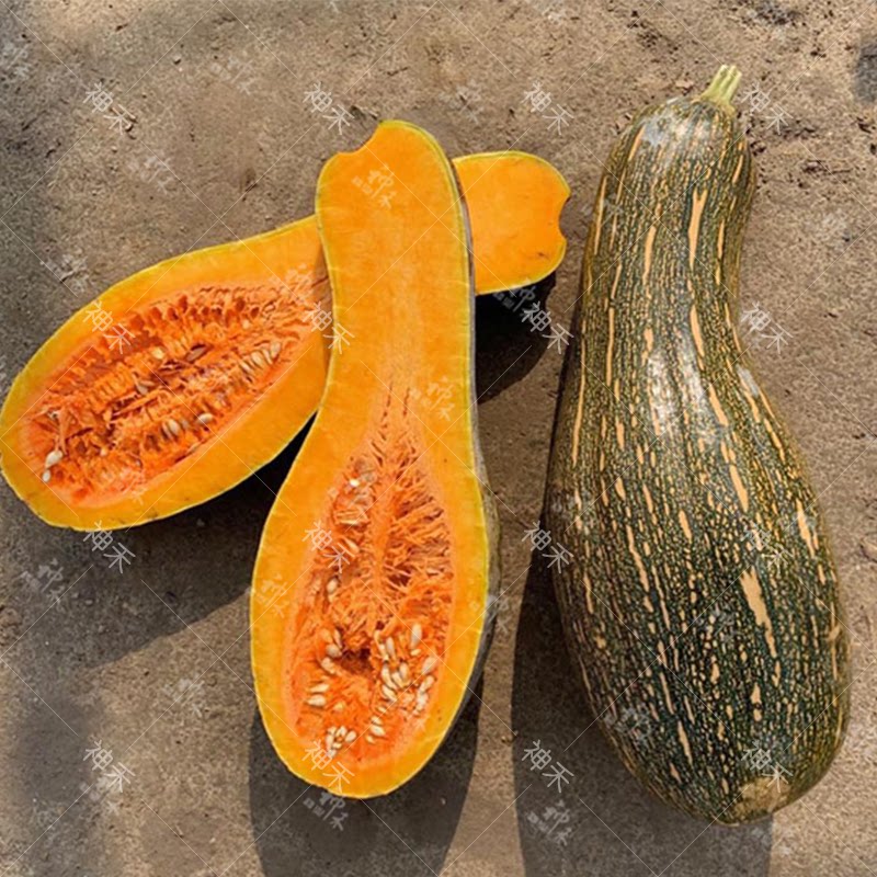 蔬菜种子高产蜜本甜面南瓜种籽卡其甜蜜本四季阳台盆栽农家庭院