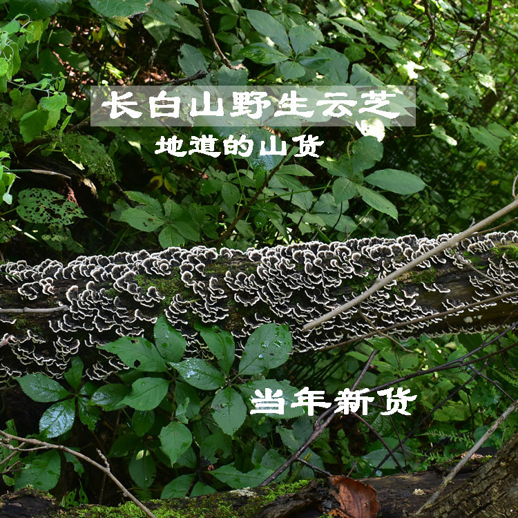 长白山野生云芝灵芝正品新货250g云芝蘑整枝黄云枝茶
