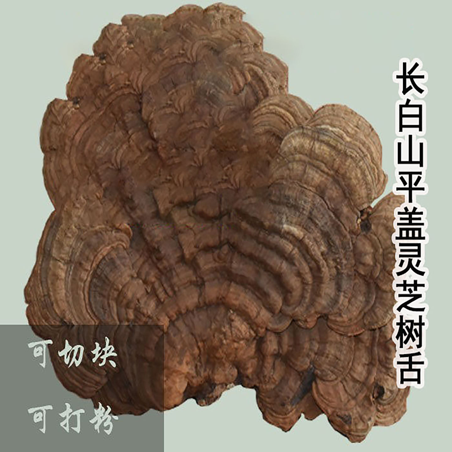 长白山平盖树舌天然大个野生灵芝图片