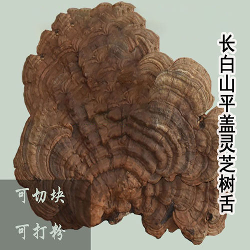 长白山深山采摘平盖灵芝树舌正品500克林芝整枝大个块切片粉 - 封面