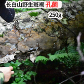 斑褐灵芝 深山采摘层卧孔菌 长白山野生斑褐孔菌250g 正品