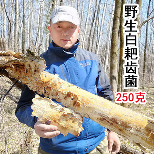 长白山野生白耙齿菌100g正品深山采摘新货白囊耙齿菌免费切块打粉