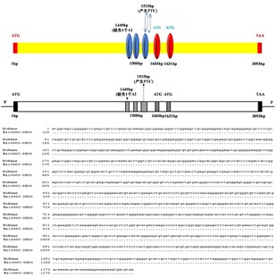 生信分析TCGA GEO单细胞转录组孟德尔网药实验外包科研