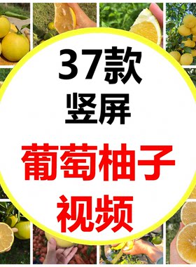 福建漳州果农农村黄金葡萄柚果园采摘柚子丰收的季短视频素材