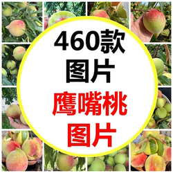 三农鹰嘴桃河源连平鹰嘴桃正宗上坪寻乌脆桃桃子熟了高清图片素材