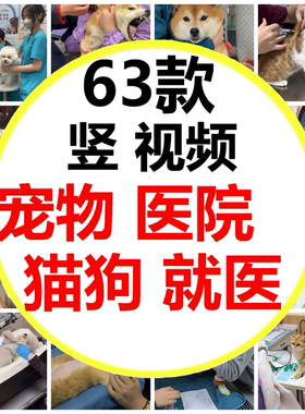 宠物医院小猫小狗宠物生病动物医院兽医宠物打针短视频素材