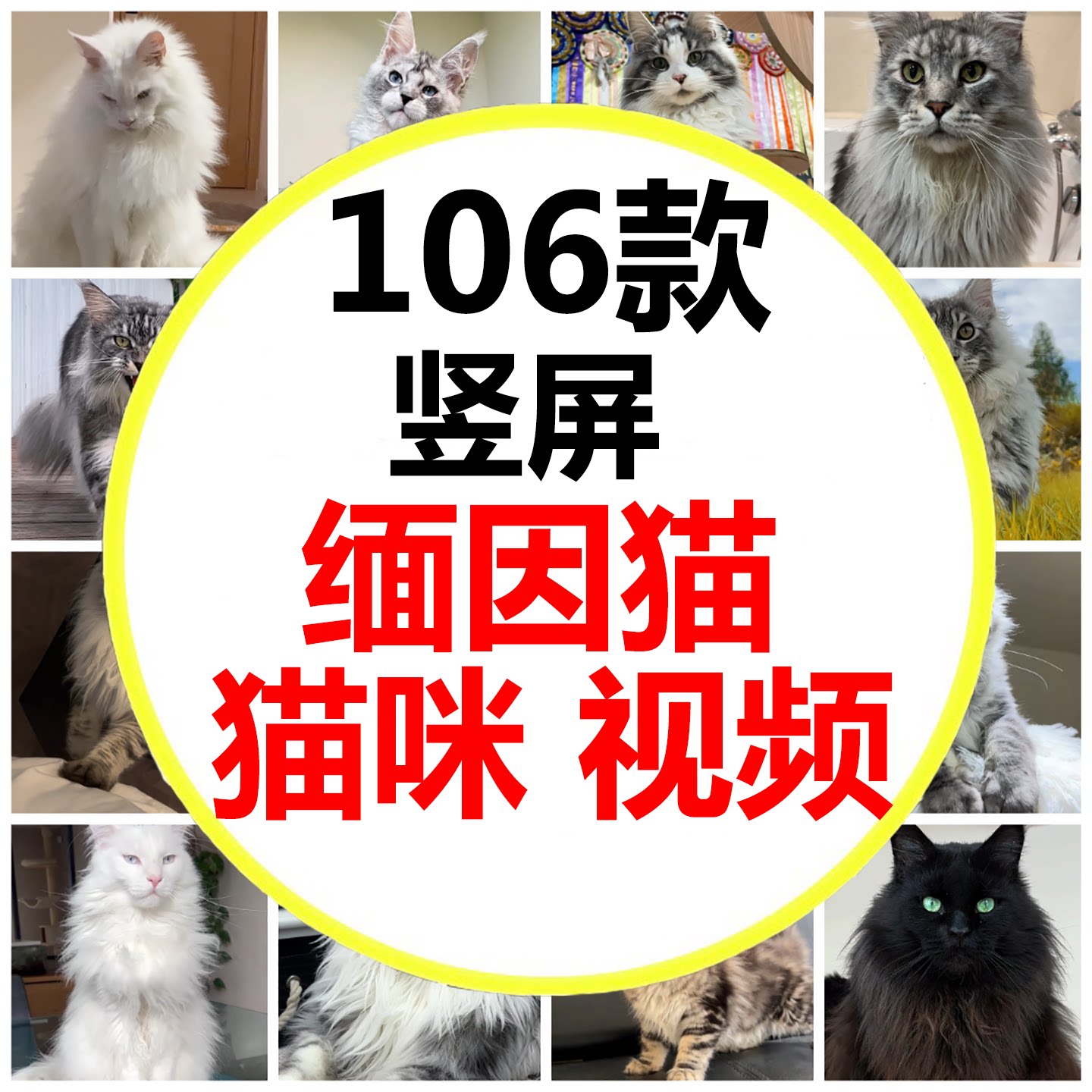 缅因库恩猫银虎斑缅因猫可爱猫咪设计素材/源文件
