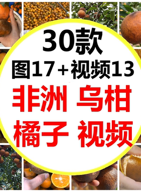 非洲乌柑乌桔广西乌柑水果橘子丑的柑橘短视频素材图片素材