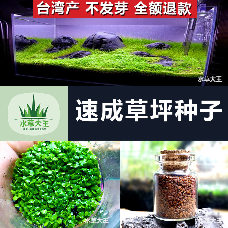 《水草大王》包邮水草种子活体水草装饰鱼缸水草装饰鱼缸种子
