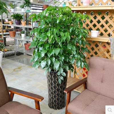 大型绿植平安树盆栽大客厅幸福树四季常青绿色植物花卉植物在类目 鲜花速递/花卉仿真/绿植园艺, 花卉/绿植盆栽（新）, 绿植中 - 来自Buy2taobao.com提供专业的淘宝代购服务
