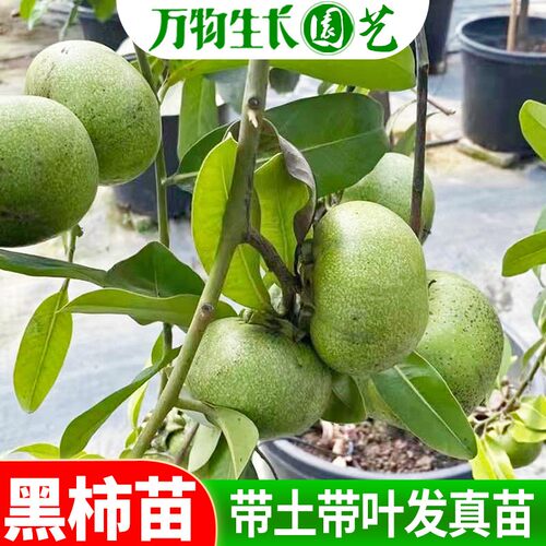 柿子树苗当年结果果苗黑脆火晶