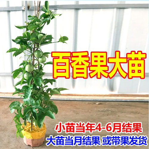 百香果苗黄金果爬藤植物果树苗