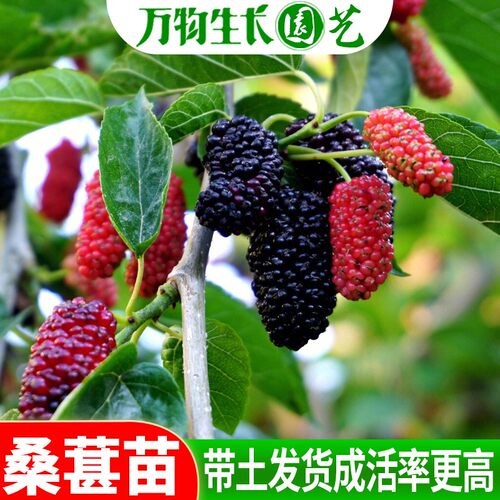 四季台湾南方种植桑葚树苗包邮