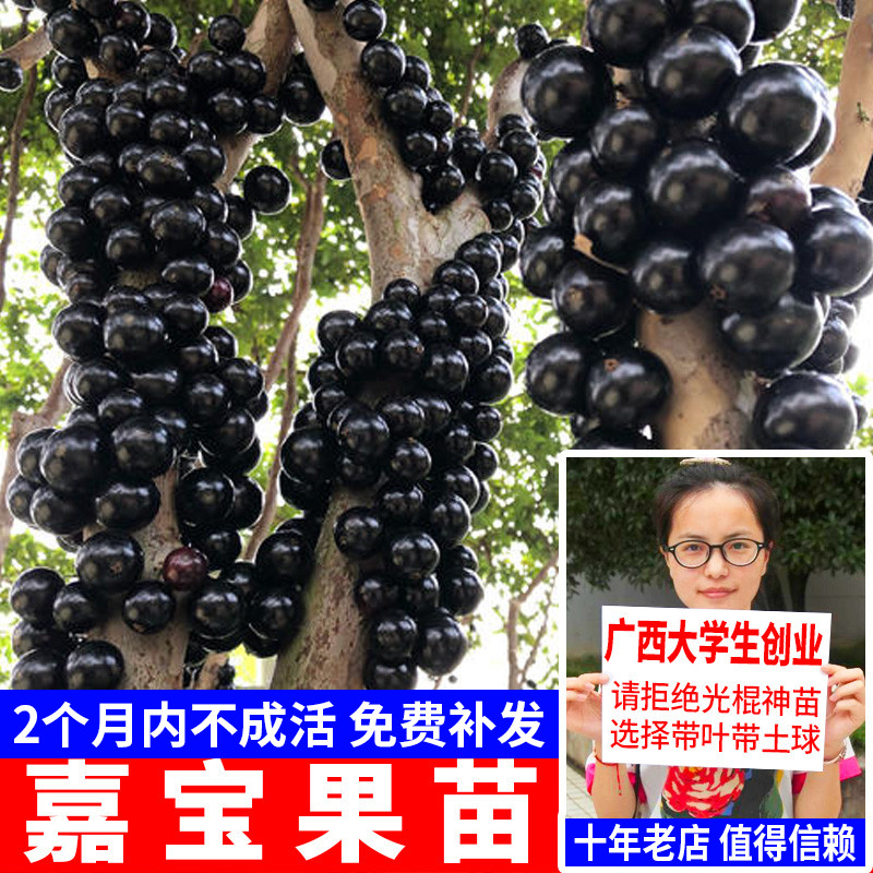 嘉宝果苗 台湾四季早生艾斯卡嘉宝果树苗树葡萄苗 南方果树苗盆栽