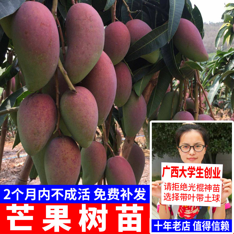 芒果苗金煌台农七四嫁接盆栽