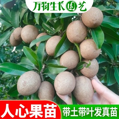 盆栽地栽人心果苗当年挂果包邮