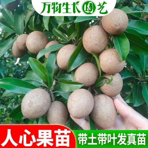 盆栽地栽人心果苗当年挂果包邮