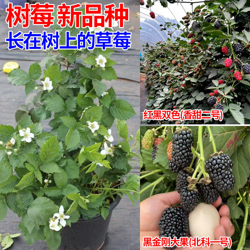 树莓苗 覆盆子苗黑树莓 盆栽 长在树上的草莓 南方北方种植果树苗