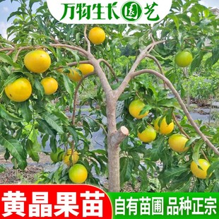 黄晶果树苗台湾新品种果苗冬蜜四季奶香蜜糖黄晶果苗庭院四季结果