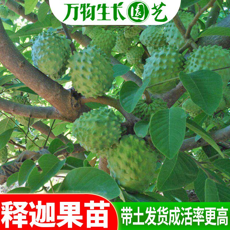 嫁接释迦果树苗台湾凤梨释迦果苗佛陀果树苗番荔枝苗当年结果包邮图片