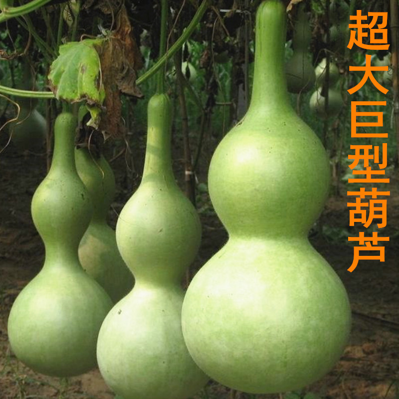 蔬菜特大盆栽庭院文玩巨型葫芦
