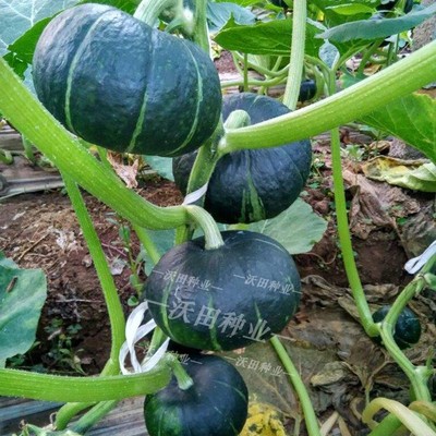 日本惠和迷你绿贝贝南瓜种子板栗黄红白小南瓜种籽粉甜糯四季蔬菜