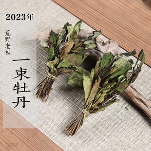 新茶 2023荒野白牡丹 一束牡丹 抛荒扫把茶 花香奶香政和白茶