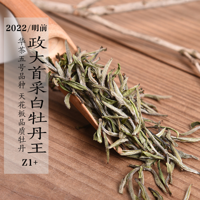 2022年清明前政大首采白牡丹王Z1+ 政和大白茶树品种 50g/500g