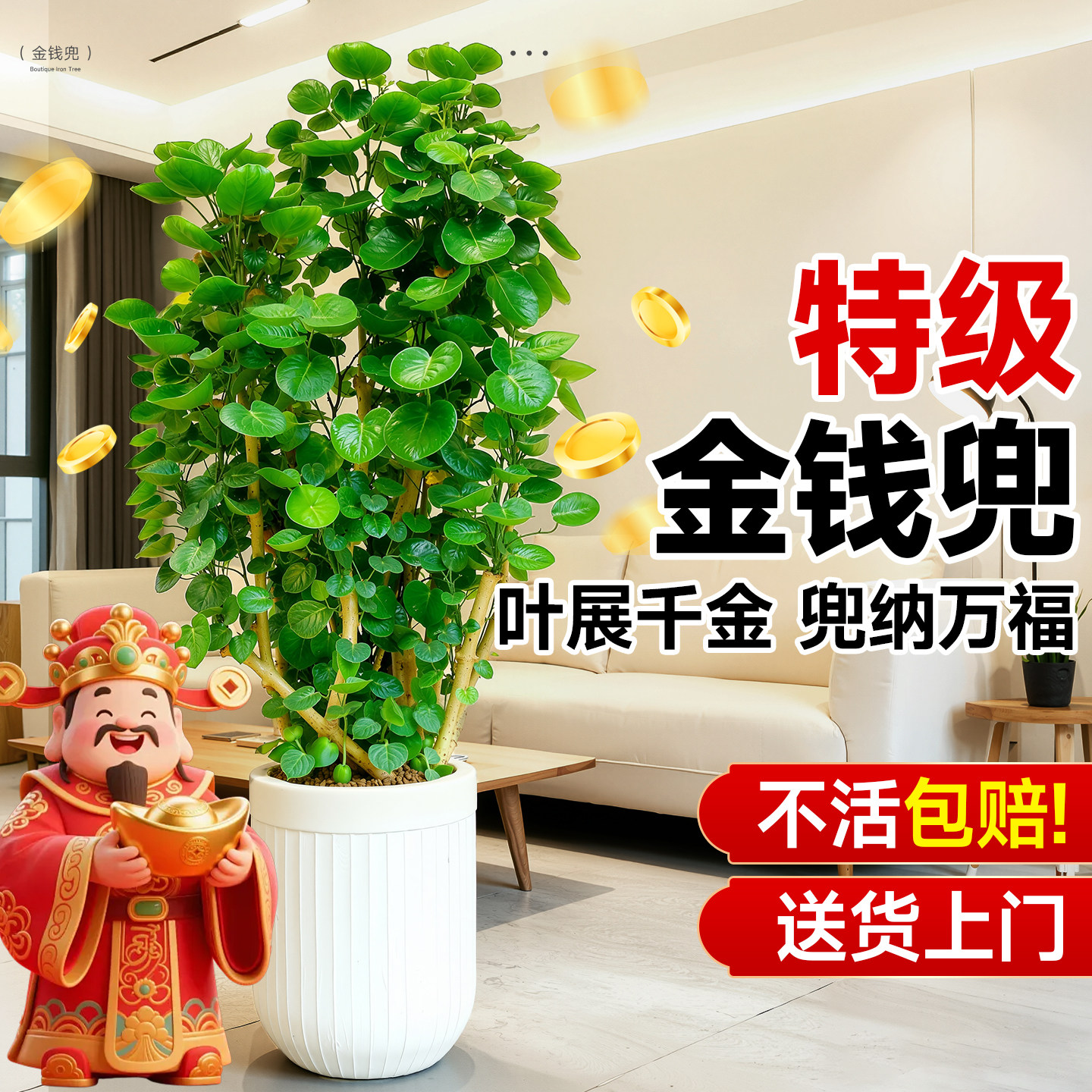 金钱兜福禄桐大型绿植盆栽客厅高级感金钱树发财树办公室内旺宅树,鲜花速递/花卉仿真/绿植园艺,造型盆景,淘宝优惠券,粉丝福利购,淘宝优惠卷