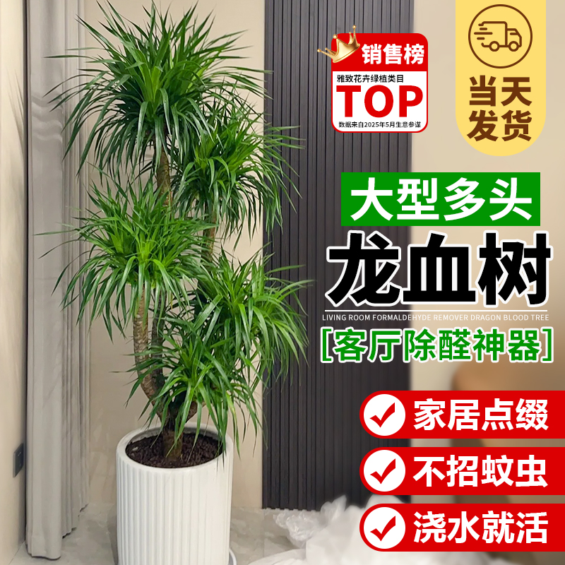 龙血树客厅绿植多头大型龙血树
