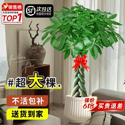 发财树客厅盆栽大型室内绿植办公室乔迁开业好养招财树落地植物