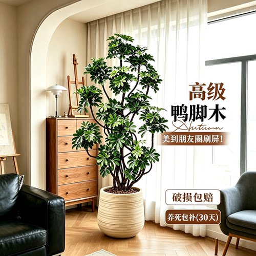 客厅落地鸭脚木大型盆栽好养
