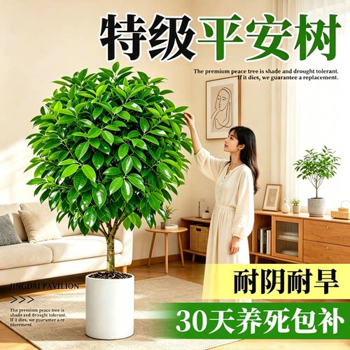 平安树落地老桩盆栽旺宅常青