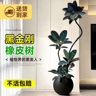 黑金刚橡皮树大型客厅大盆栽绿植高级感室内植物落地四季好养真树