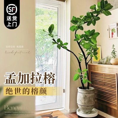 孟加拉榕树网红大型绿植物