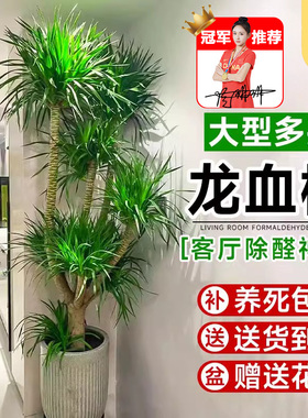龙血树客厅绿植多头龙须树龙铁树客厅绿植室内大型龙血树植物盆栽