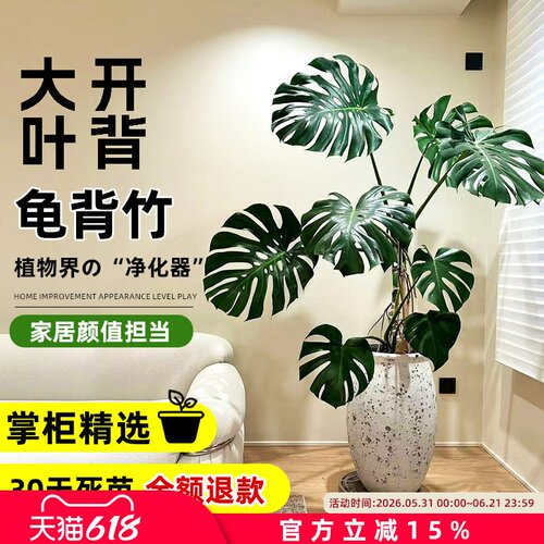 老桩龟背竹大叶提根开背大型植物