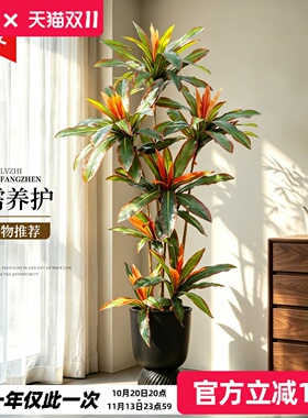 仿真红铁树室内客厅轻奢落地盆栽门店橱窗软装布置绿植造景摆件