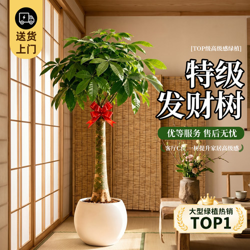 2026新款发财树大型盆栽招财