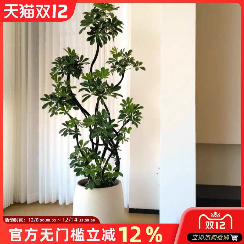 鸭脚木八方来财大型绿植